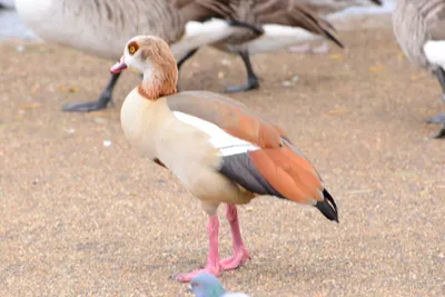 DSC_0684 (Large).JPG